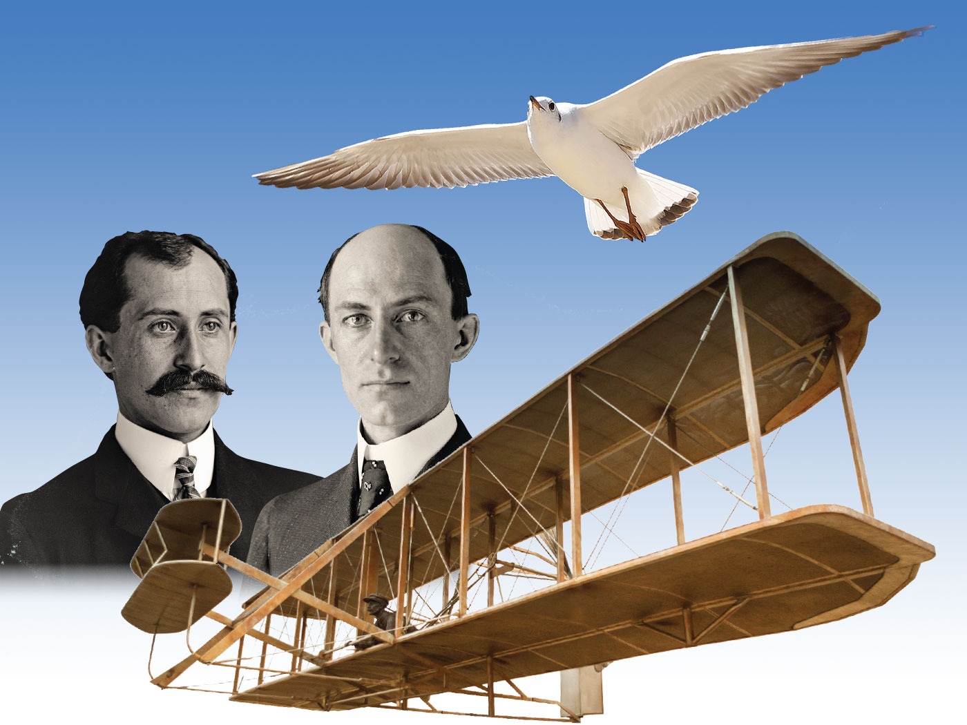 Bioinspiration The Birds Will Tell You The Institute for Creation Research